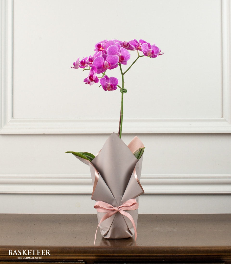 Vibrant pink phalaenopsis orchid in decorative pot with grey and pink gift wrap and satin ribbon