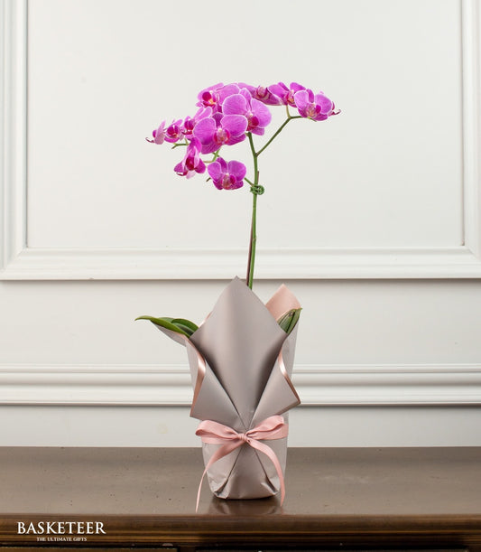 Vibrant pink phalaenopsis orchid in decorative pot with grey and pink gift wrap and satin ribbon