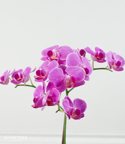 Purple Phalaenopsis orchid plant with multiple magenta blooms on curved stems, ideal for congratulations and gifting