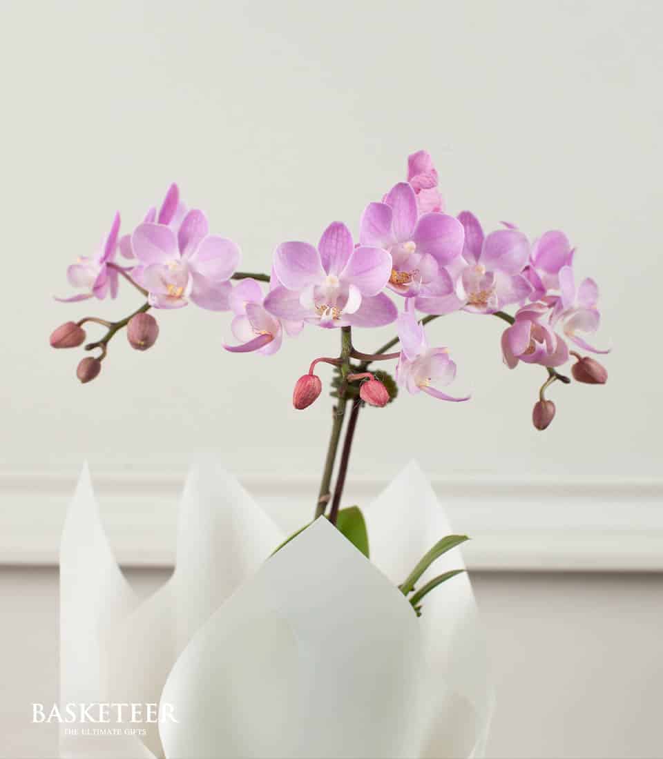 Light purple phalaenopsis orchid in white pleated paper wrap, perfect for congratulations or plant gifts