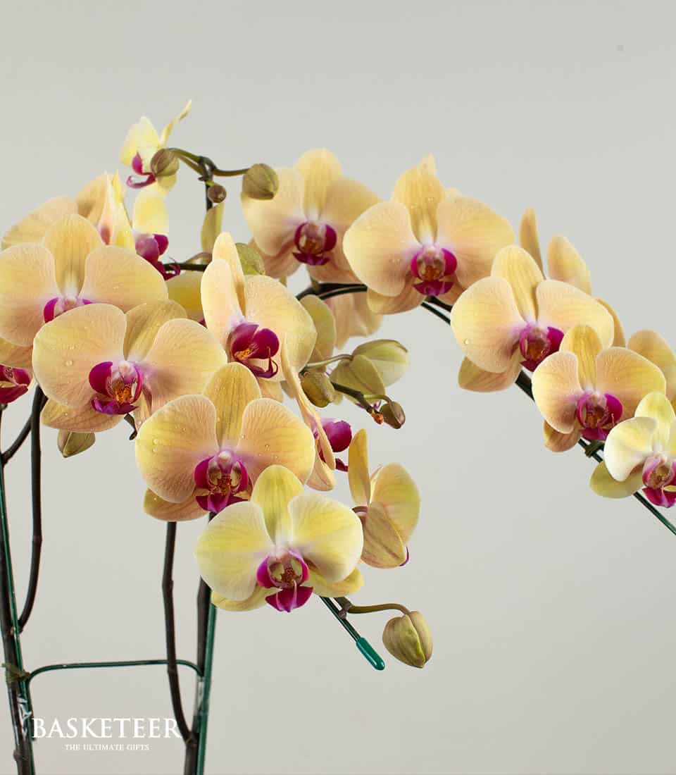 Yellow Phalaenopsis orchids with fuchsia centers, fresh blooms on dark stakes for gifting