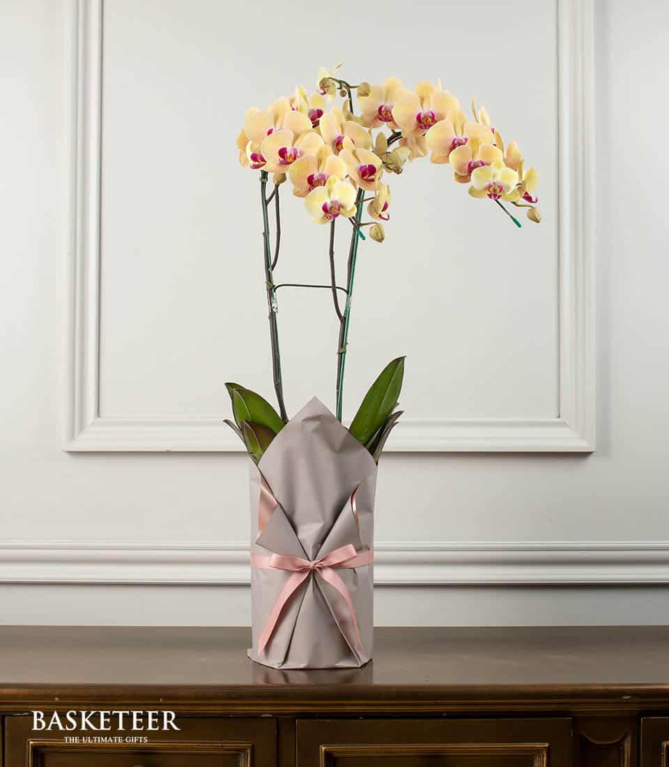 Peach yellow phalaenopsis orchid with fuchsia center in gray kraft wrap and pink satin bow