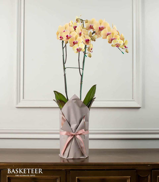 Peach yellow phalaenopsis orchid with fuchsia center in gray kraft wrap and pink satin bow