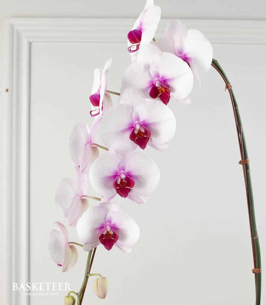 White and fuchsia phalaenopsis orchids in elegant green pot, fresh blooms with natural twine support