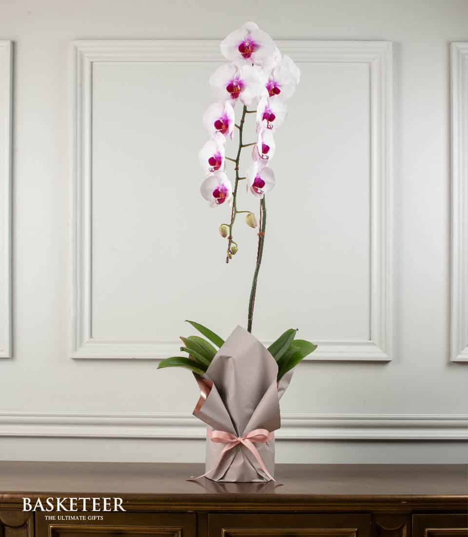 Tall white phalaenopsis orchid with fuchsia centers in elegant gray gift wrap with pink ribbon bow