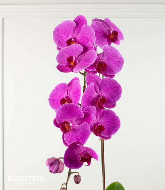 Purple phalaenopsis orchid with magenta blooms and delicate veining, potted gift plant for celebrations