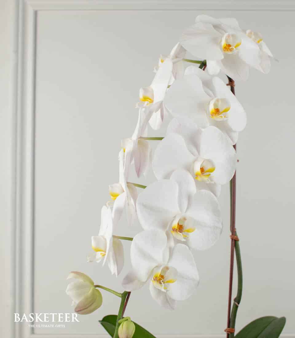 White Phalaenopsis orchid with yellow centers, premium potted plant gift with unopened buds