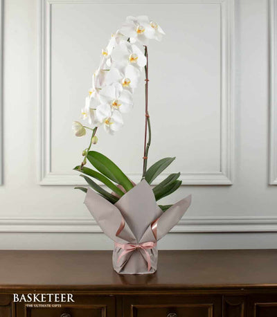 Elegant white phalaenopsis orchid with yellow centers in grey wrapped pot, tied with pink ribbon