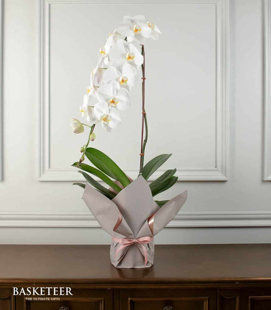 Elegant white phalaenopsis orchid with yellow centers in grey wrapped pot, tied with pink ribbon