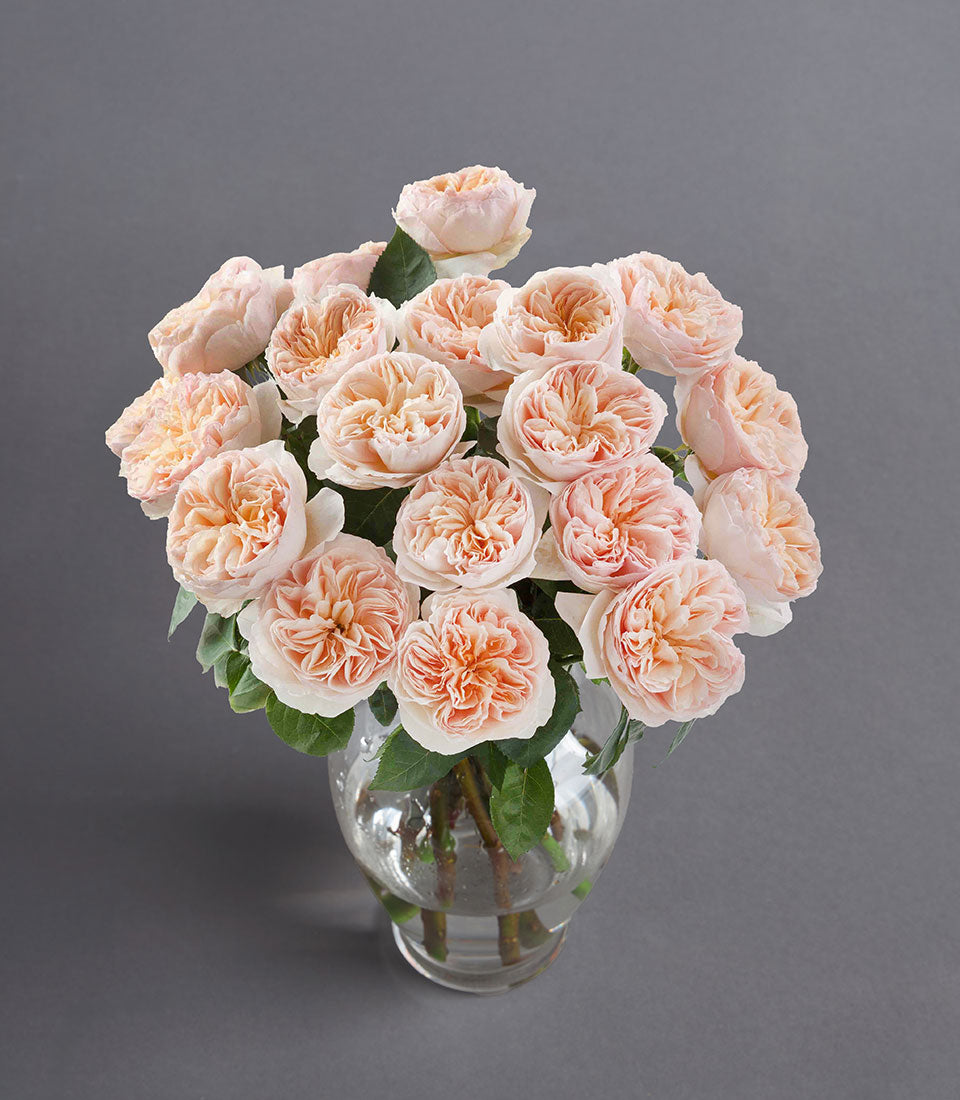 Juliet Elegance Vase