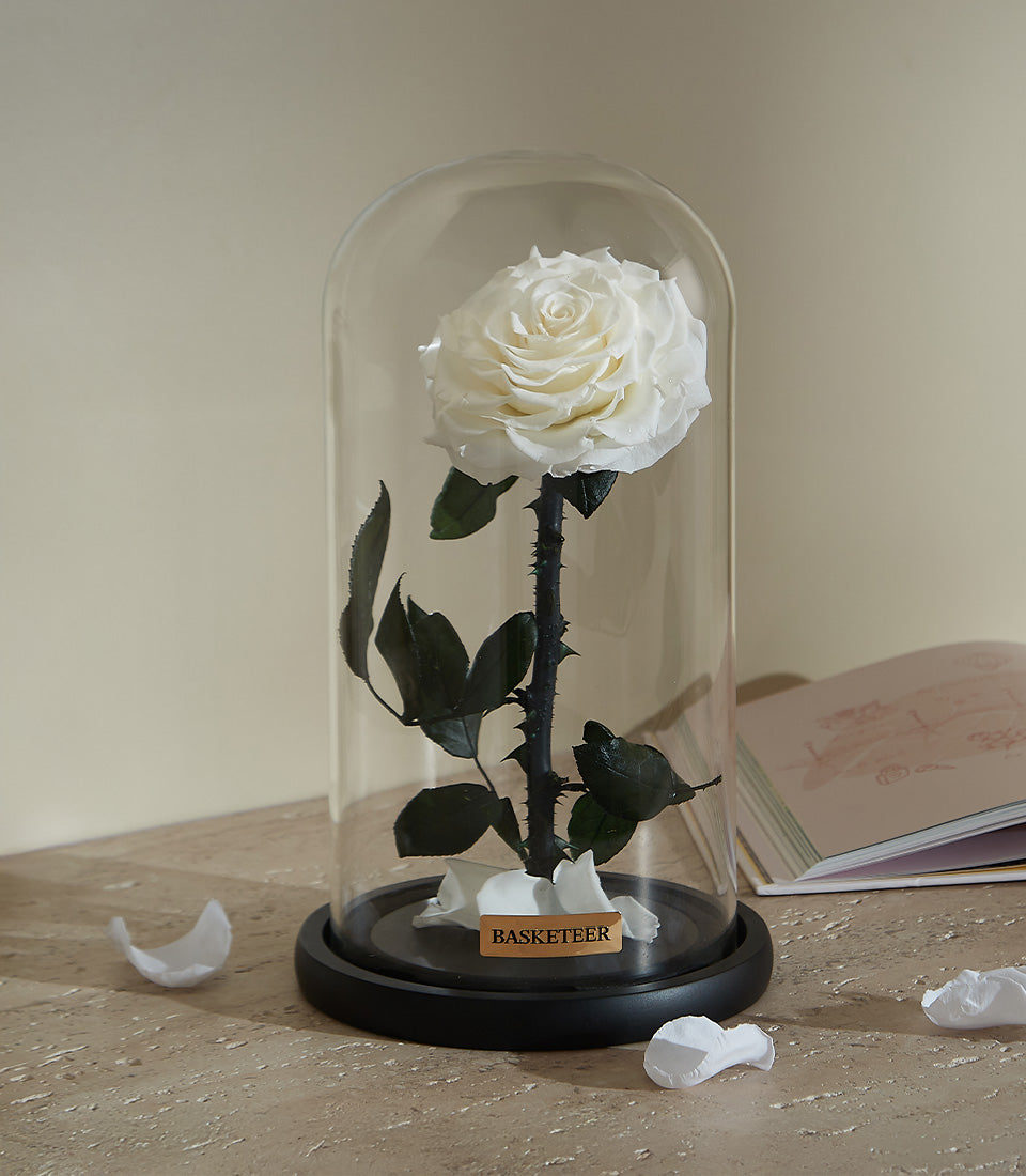 Eternal white preserved rose under glass dome with black base, Valentine's Day gift for her