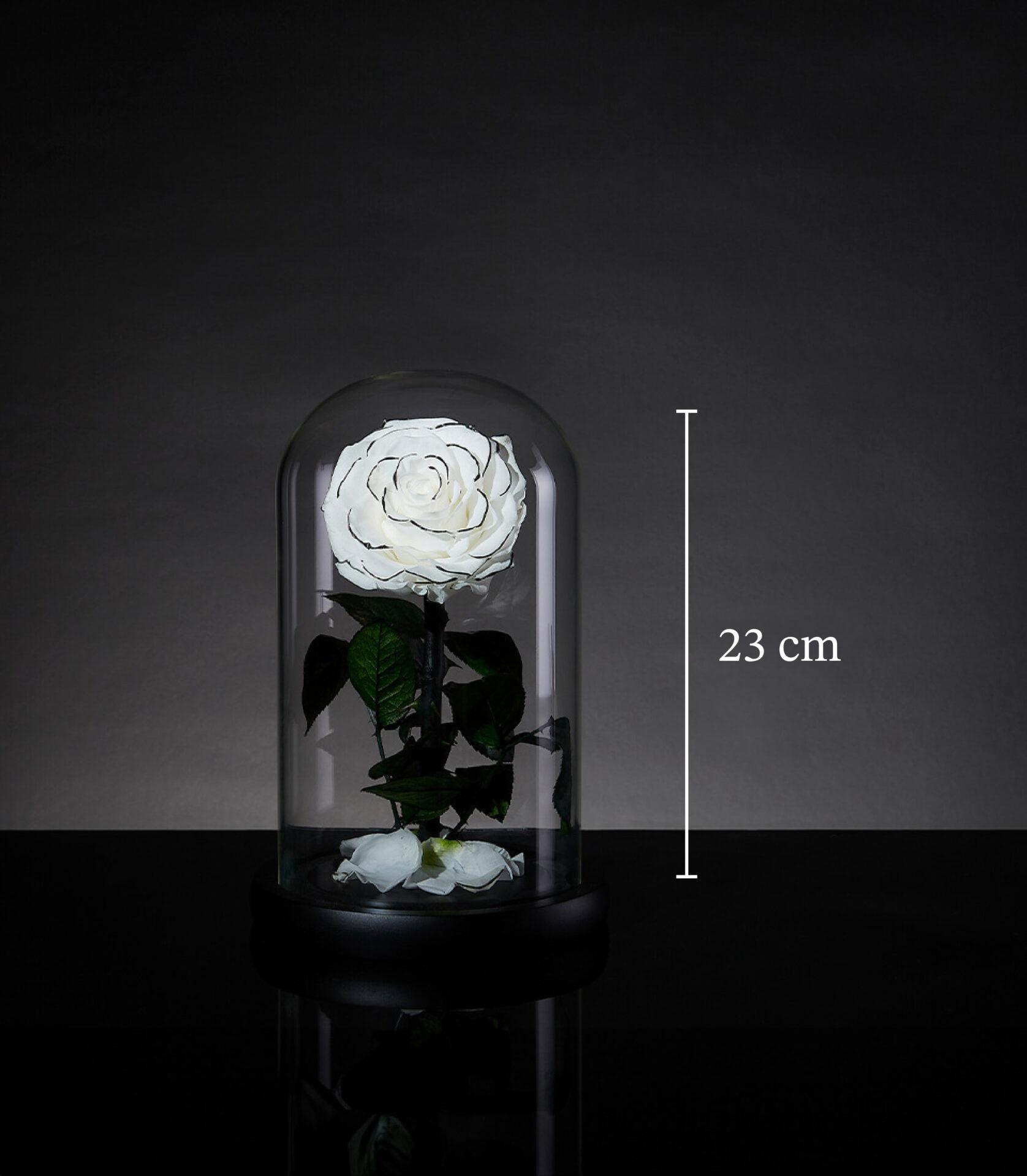 Eternal snow rose from Flowers by Basketeer, a premium flower delivery Bangkok. Preserved white rose in glass dome for lasting beauty.