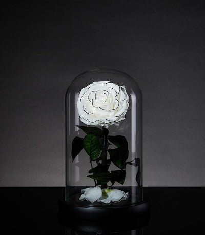 Single preserved white rose with black outline in a glass dome from Flowers by Basketeer. A timeless premium flower gift, perfect for flower delivery in Bangkok.