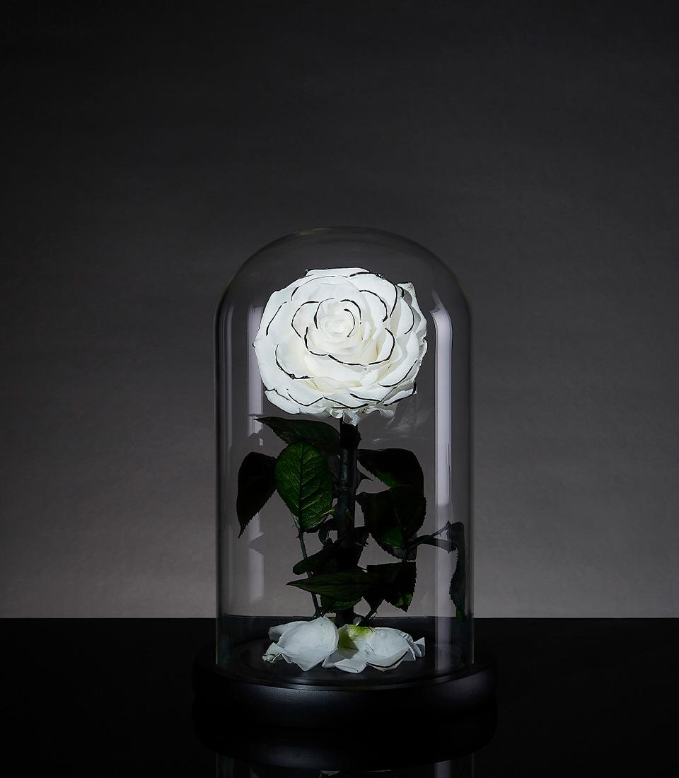 Single preserved white rose with black outline in a glass dome from Flowers by Basketeer. A timeless premium flower gift, perfect for flower delivery in Bangkok.
