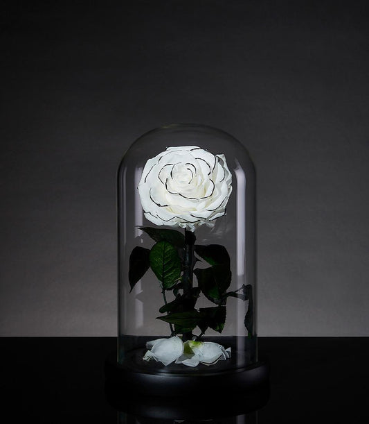 Single preserved white rose with black outline in a glass dome from Flowers by Basketeer. A timeless premium flower gift, perfect for flower delivery in Bangkok.
