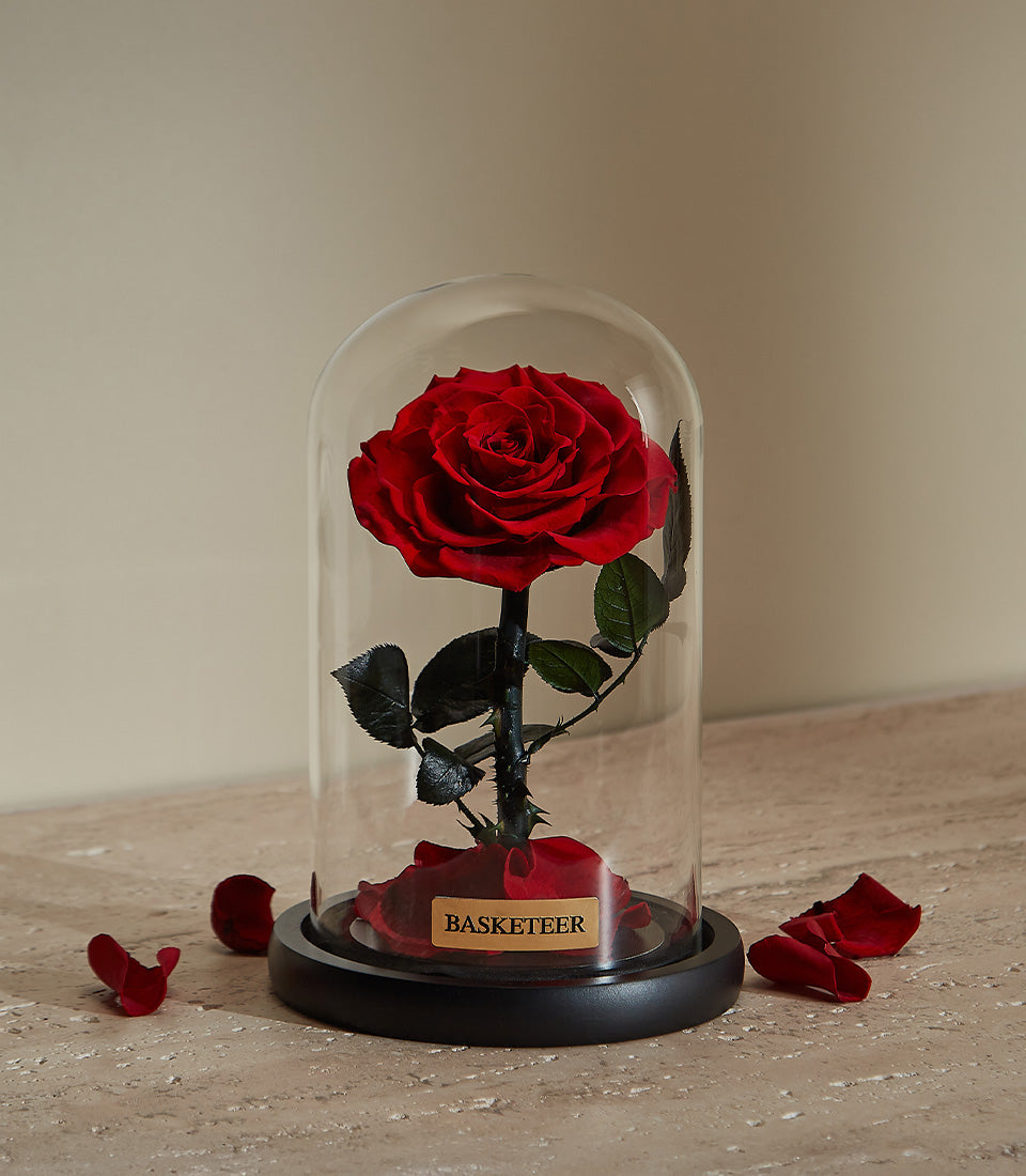 Preserved red rose under glass dome with scattered petals, Valentine's Day gift for her
