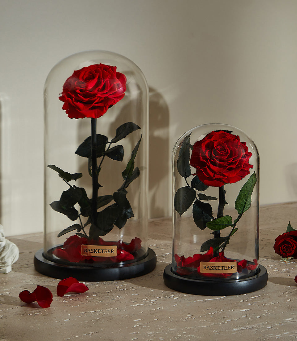 Preserved red rose in glass dome with petals, luxury Valentine's Day gift for her