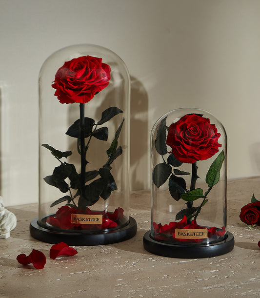 Preserved red rose in glass dome with petals, luxury Valentine's Day gift for her