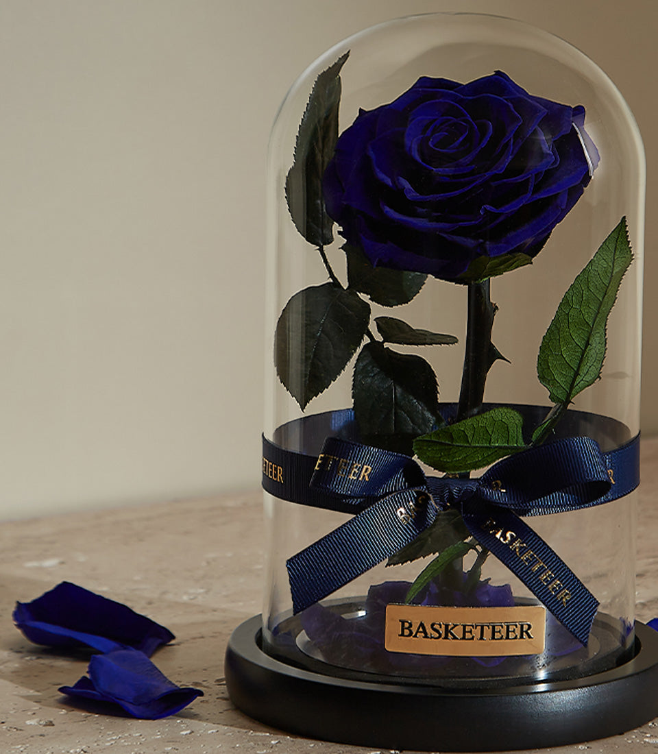 Royal blue preserved rose in glass dome with black base, Valentine's Day gift for him