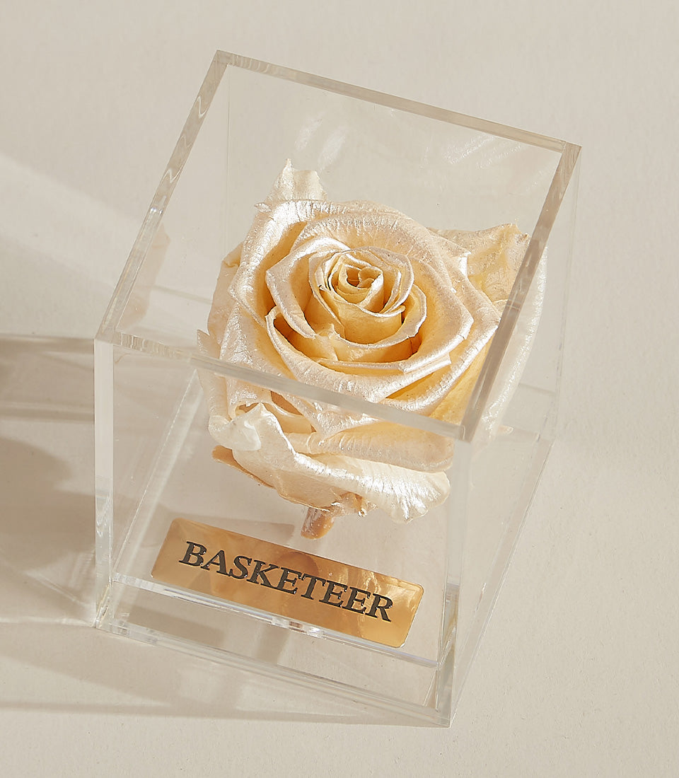 Champagne preserved rose in clear acrylic box, luxury Valentine's gift with gold plaque detail