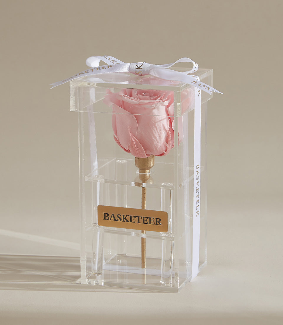 Pink preserved rose in acrylic box with golden stem and white ribbon bow