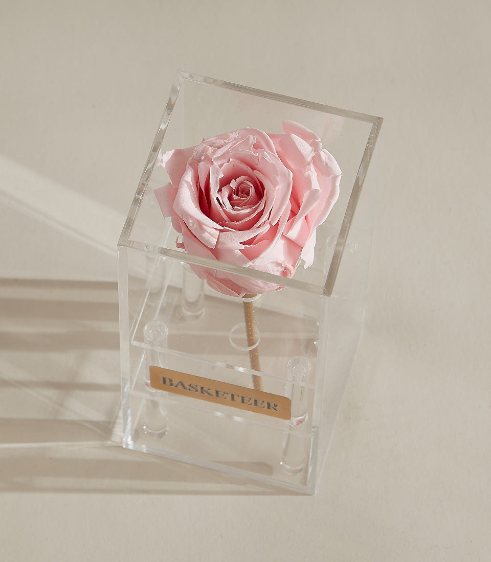 Light pink preserved rose in clear acrylic box with gold stem, luxury gift display