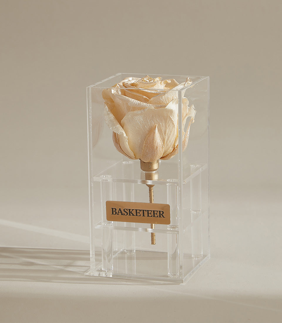 Cream preserved rose with golden stem in clear acrylic display box, luxury gift