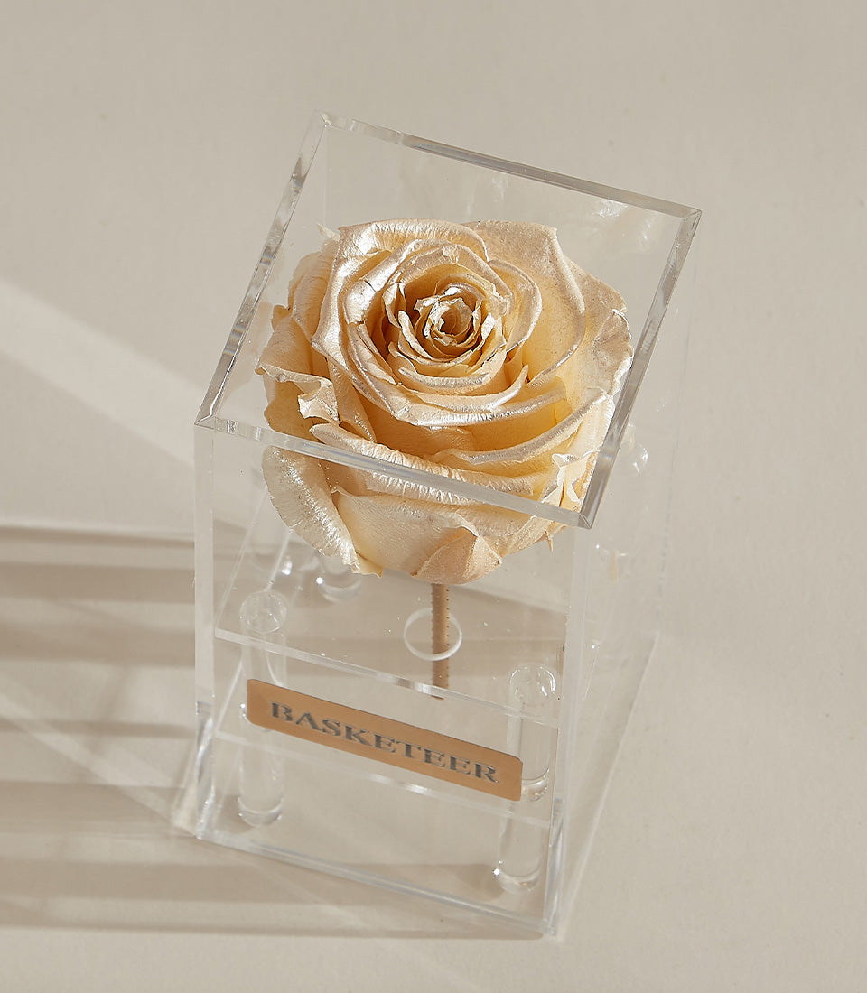 Preserved champagne rose in clear acrylic box with stand, luxury gift display