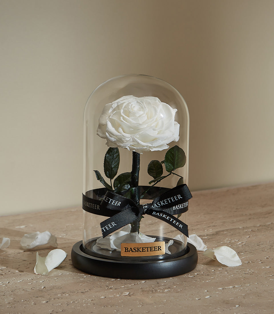 Single white preserved rose in glass dome with black base, Valentine's Day gift for her
