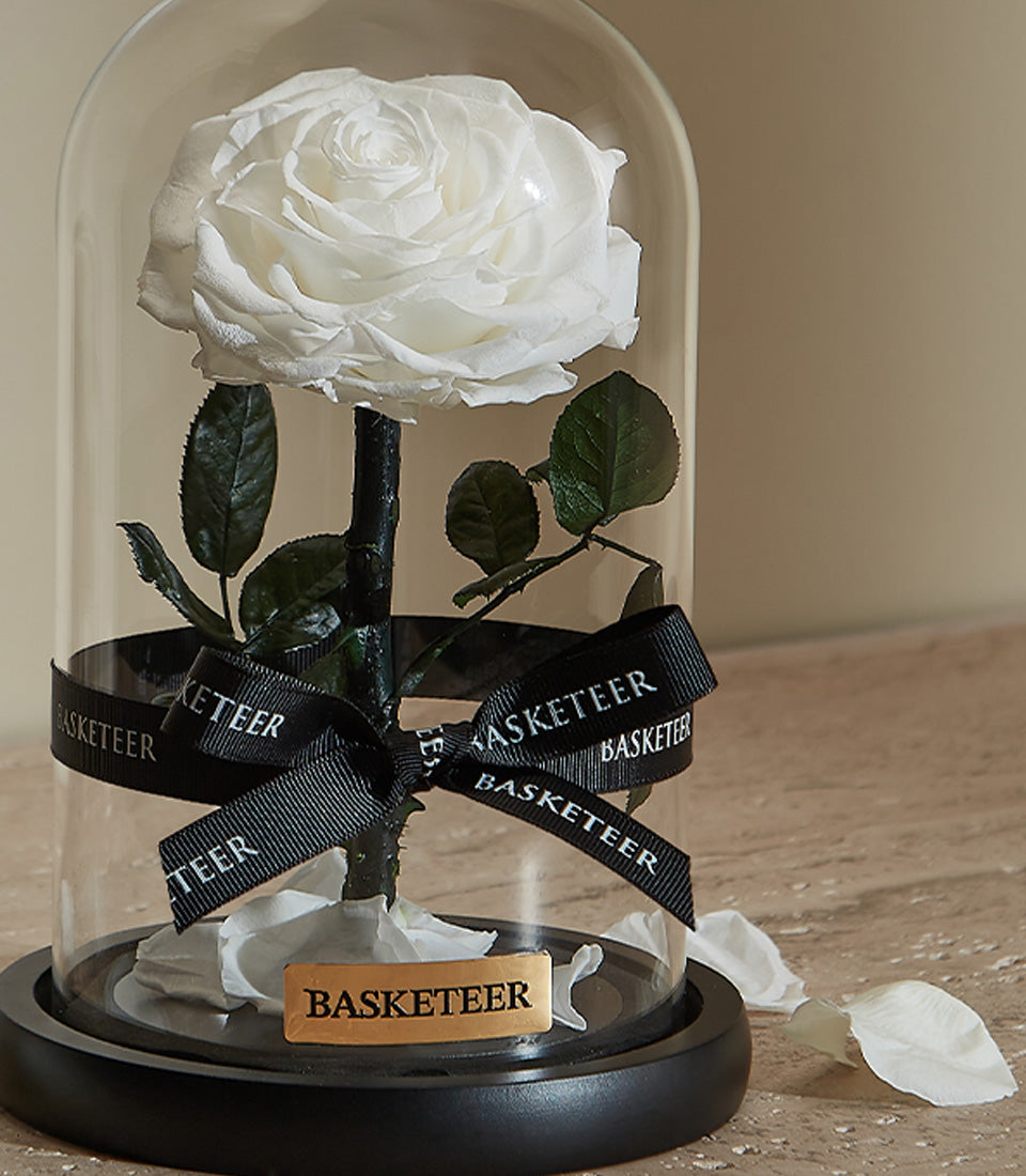 Single white preserved rose in glass dome with black base, Valentine's Day luxury gift