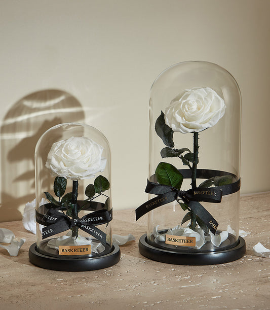Preserved white rose in glass dome with black ribbon for Valentine's Day gifts