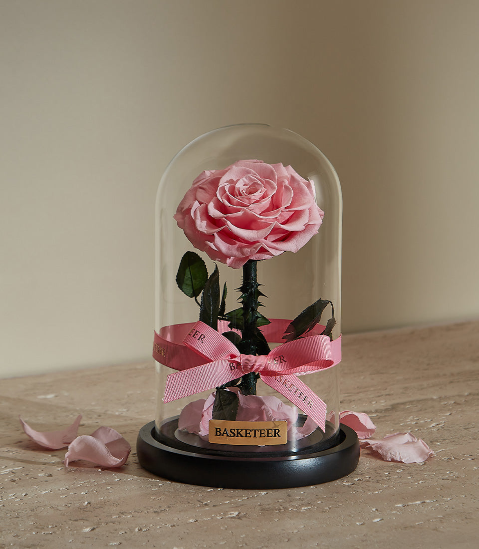 Preserved pink rose under glass dome with ribbon, Valentine's Day forever flower gift for her