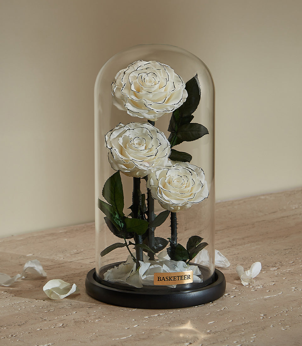 Preserved white roses with black petal details in glass dome, Valentine's Day luxury flower gift
