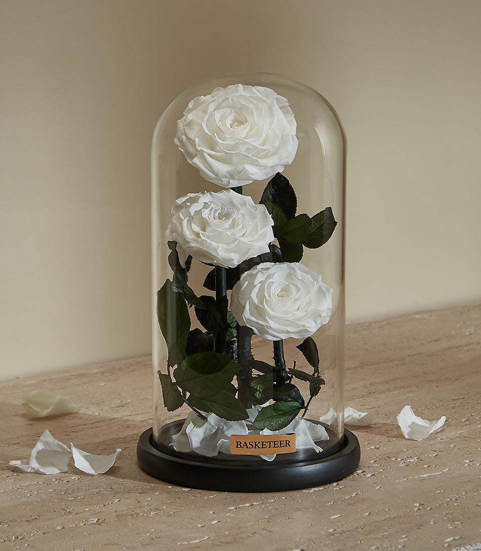 White preserved roses in elegant glass dome with black base, timeless luxury gift