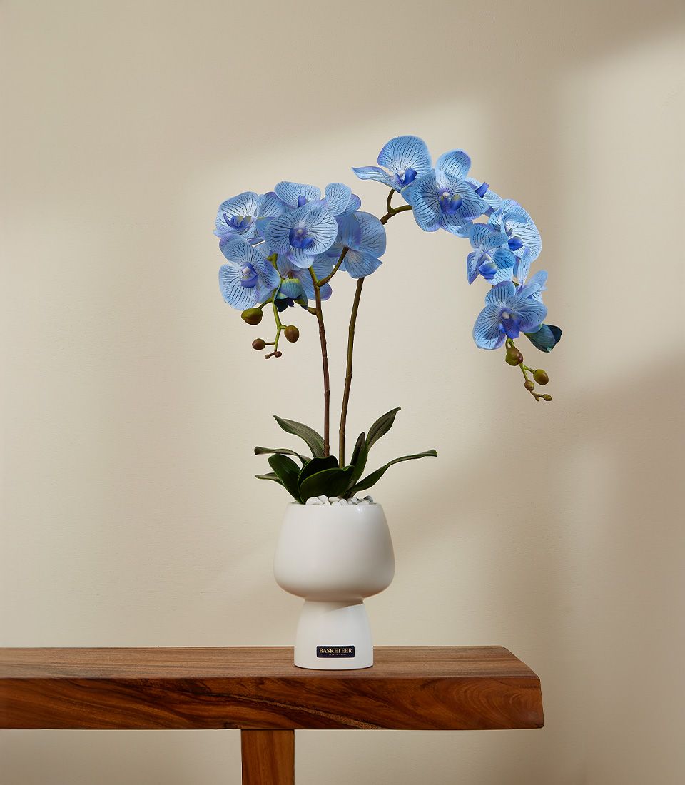 Elegant blue potted orchid with striped blooms in modern white ceramic pot