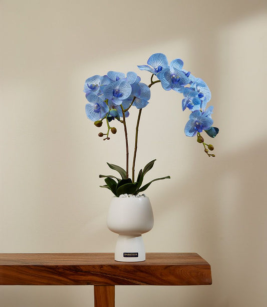 Elegant blue potted orchid with striped blooms in modern white ceramic pot