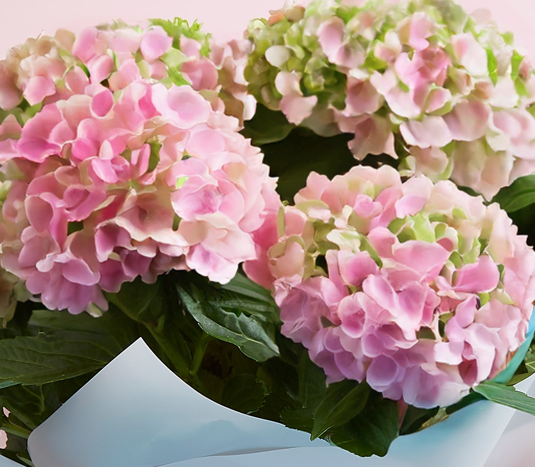 Fresh pink and light green hydrangeas in soft blue wrapping, Mother's Day flowers