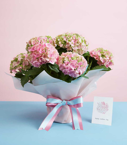 Fresh pink hydrangea plant with ribbon bow and Mother's Day greeting card