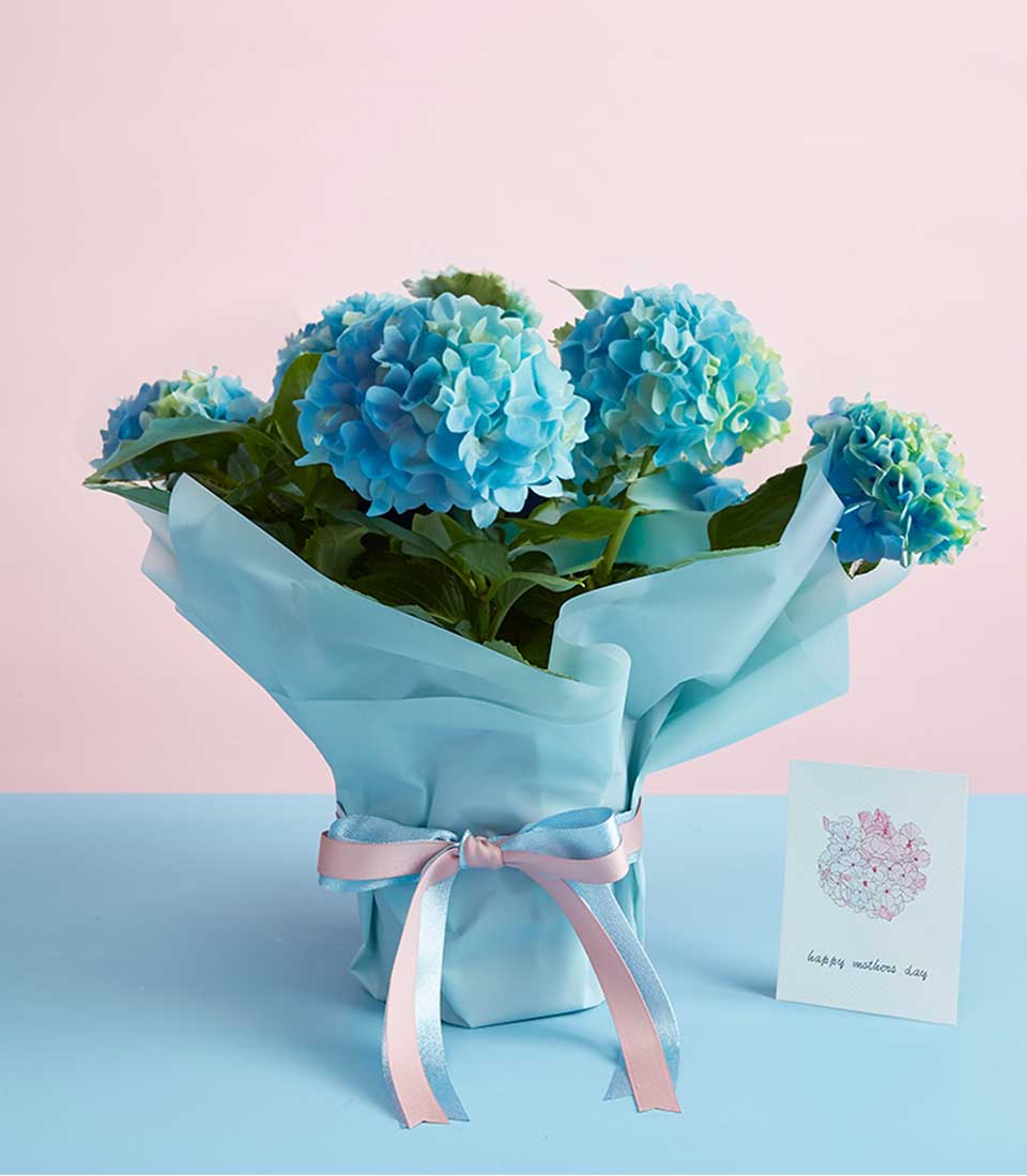 Potted blue hydrangea gift wrapped in light blue tissue with pink and blue ribbon bow, Mother's Day card included