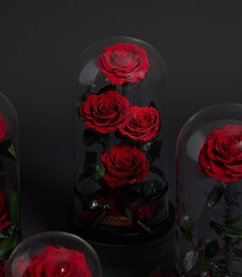 Preserved red roses in glass domes with black ribbon, luxury Valentine's Day gift