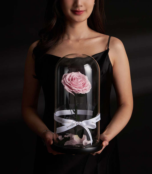 Preserved pink rose under glass dome with luxury Valentine gift packaging and ribbon