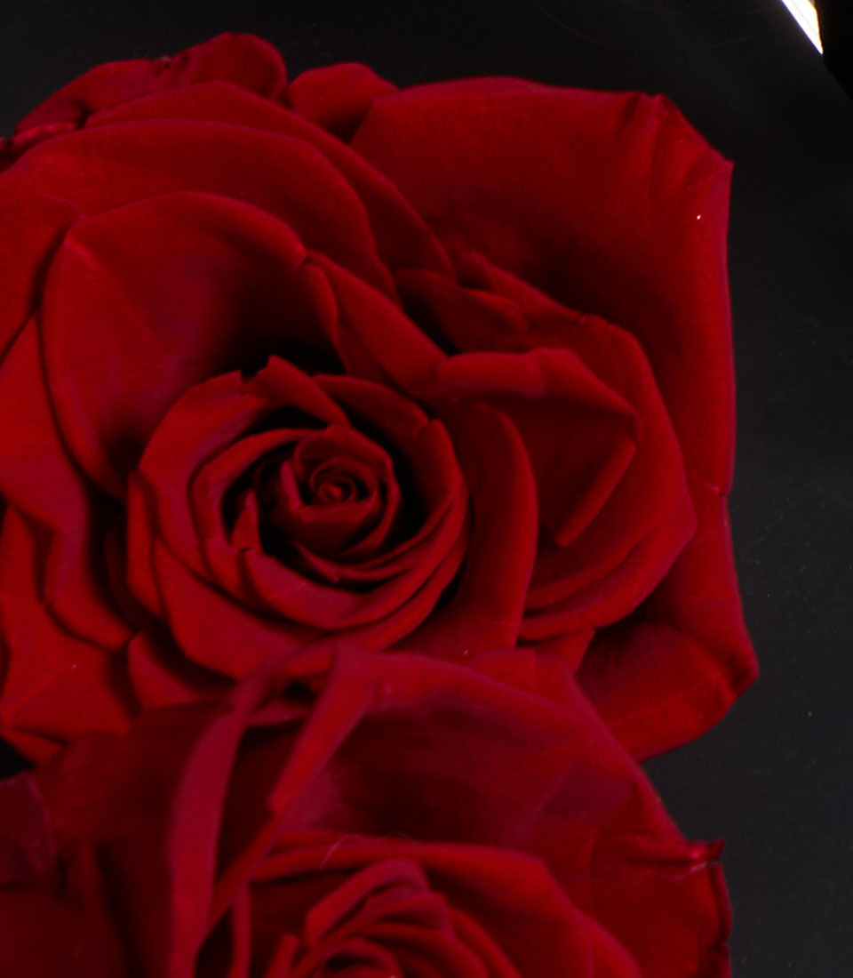 Close-up of velvety red roses from Flowers by Basketeer. These premium flowers, part of a preserved rose arrangement, offer lasting beauty for flower delivery in Bangkok.