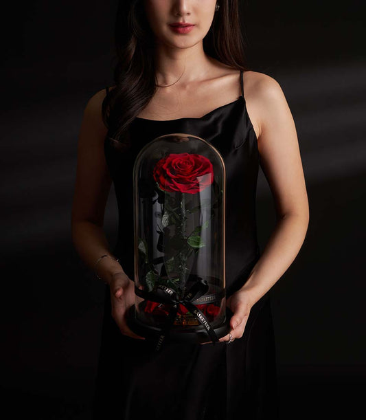 Single preserved red rose under glass dome with black ribbon, luxury Valentine gift