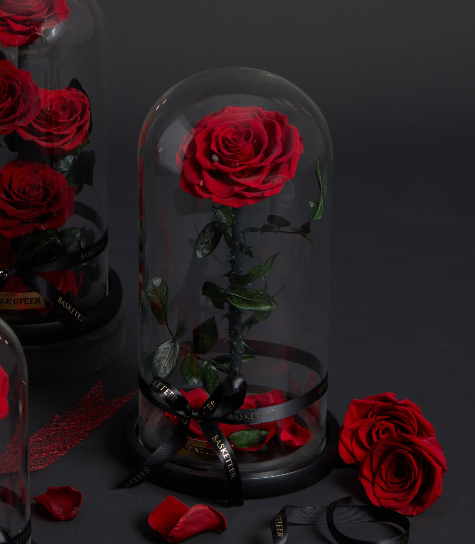 Preserved red rose in glass dome with black ribbon, Valentine's Day gift
