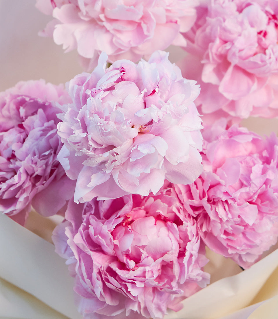 Romantic bouquet of premium pink peonies, elegantly wrapped in cream paper.