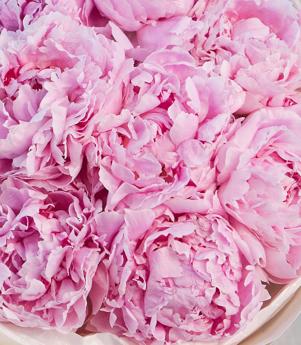 A luxurious bouquet of vibrant pink peonies, showcasing their full, romantic blooms, elegantly