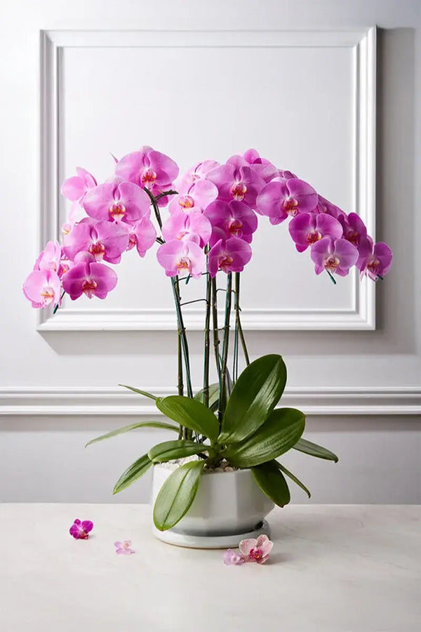 Plant Gifts