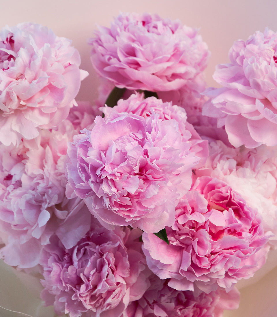A lush, premium bouquet of fresh pink peonies, showcasing natural beauty for elegant flower