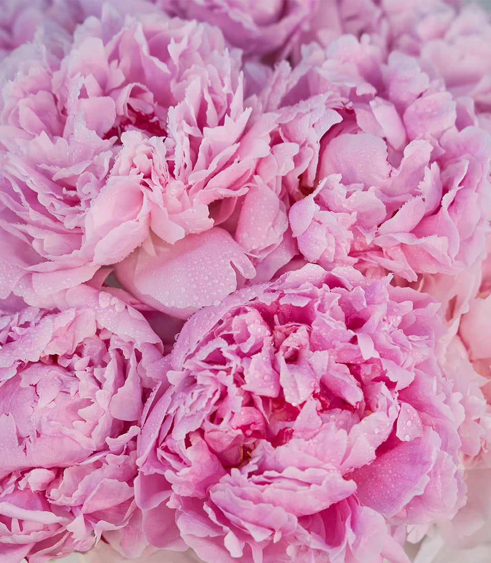 Lush, fresh pink peony flower arrangement by Flowers by Basketeer, showcasing