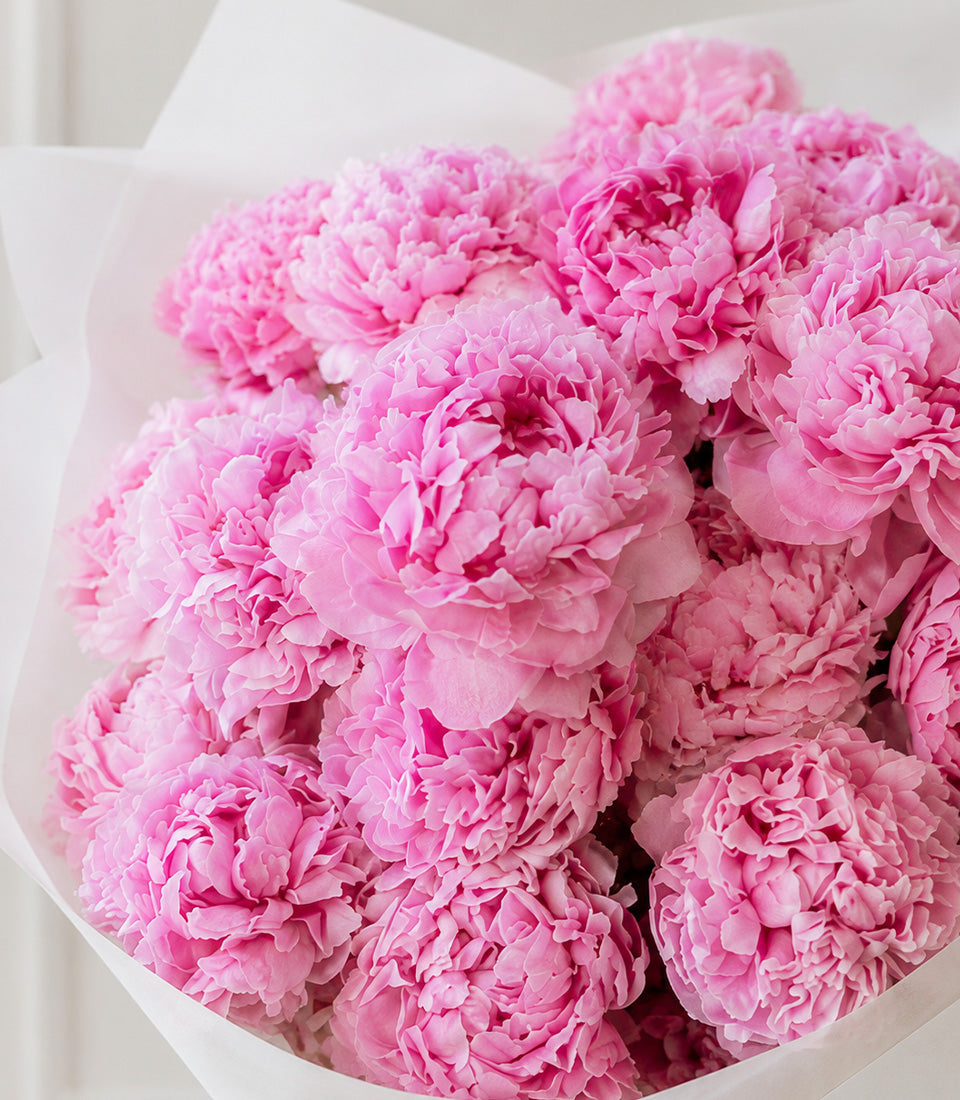 Pink peonies bouquet wrapped in white paper, full blooms with layered petals, elegant floral arrangement for gifting.